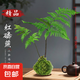 蕨類水培植物盆栽紅磷蕨苔蘚球一葉蕨室內(nèi)耐陰新中式禪意盆景綠植 精品紅磷蕨苔蘚球40-50cm【不帶盆】 送營養(yǎng)液