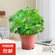 含羞草盆栽室內(nèi)客廳辦公桌面上趣味可愛小綠植害羞草四季好養(yǎng)花卉 【特級】含羞草【原土盆】