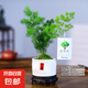 自然空間蓬萊松室內(nèi)盆栽綠植花卉寓意盆景辦公客廳茶室從桌面植物 【放青松】小紅喜直筒盆小蓬萊松+09鏤空座