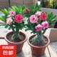 沙漠玫瑰花苗盆栽四季花開庭院室內(nèi)外陽臺好養(yǎng)沙漠玫瑰花四季花開 混色【當年開花】原盆原土發(fā)貨