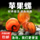 觀賞螺 蘋果螺 魚缸除藻清潔活體寵物好養(yǎng)易活 *蘋果螺0.5-0.8cm  4+2備損