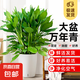 萬年青盆栽室內(nèi)植物客廳吸甲醛凈化空氣四季常青大葉落地喜陰綠植 【限時(shí)搶購】廣東萬年青70-80cm-智能吸水盆