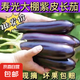 山東壽光長(zhǎng)茄子茄子新鮮長(zhǎng)茄紫皮農(nóng)家自種現(xiàn)發(fā)燒烤當(dāng)季現(xiàn)摘蔬菜 壽光長(zhǎng)茄 5斤 凈重農(nóng)家現(xiàn)摘