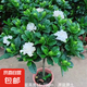 梔子花盆栽花卉植物室內(nèi)四季開花帶花苞陽臺(tái)綠植濃香型大樹苗好養(yǎng) 【花期帶花苞】】獨(dú)桿梔子55-65厘米+簡易盆