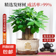 發(fā)財樹盆栽客廳辦公室內(nèi)金錢樹桌面綠植三桿小招財樹開業(yè)送禮盆景 精品三桿發(fā)財樹40-50cm【招財進(jìn)寶米瓷盆】