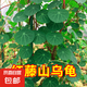 山烏龜植物金不換盆栽紅藤血藤水培盆景爬藤室內(nèi)桌面多肉綠植花卉 直徑10厘米1個紅藤山烏龜+贈品