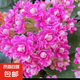 網(wǎng)紅長壽花盆栽帶花苞發(fā)貨精品重瓣長壽花室內(nèi)開花植物四季常青 長壽花紫水晶一盆帶花苞（原盆原土） 360天帶花苞發(fā)貨