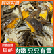 【活蟹】鮮活蘇州精品六月黃大閘蟹公蟹1兩4只母蟹1兩4只去繩凈重 六月黃1.2-1.5兩/只（10只裝）