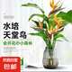 老樁龜背竹水培植物鴨腳木天堂鳥懶人大葉除甲醛辦公室內(nèi)好養(yǎng)綠植 天堂鳥5株（不含瓶）