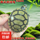 黃頭側(cè)頸龜忍者神龜深水魚缸龜寵物龜圓澳側(cè)頸龜小烏龜黃頭苗沼澤 3-5cm黃頭側(cè)頸龜2只【龍鳳搭配】