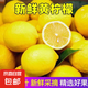當季新鮮安岳黃檸檬新鮮薄皮奶茶店專用 2粒裝（單果50-70）