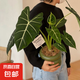 綠天鵝絨海芋盆栽白犀牛天鵝絨綠植竹芋室內(nèi)客廳陽臺觀葉網(wǎng)紅植物 【桌面優(yōu)選】大葉40-50cm-基地原盆