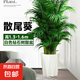散尾葵植物盆栽客廳大型綠植室內(nèi)辦公室鳳尾竹盆景天堂鳥花卉 散尾葵高1.3-1.6米+鉆石樹脂盆