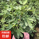 無花果樹果苗特大果波姬紅帶果矮化盆栽四季結(jié)果南北方陽臺(tái)可種植 芭勞奈品種-5年苗【當(dāng)年結(jié)果】