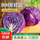 云南新鮮紫甘藍包菜涼拌沙拉椰菜紫包菜清甜脆嫩爽口現(xiàn)摘現(xiàn)發(fā)S 【3斤】脆嫩紫甘藍包菜