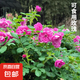 食用玫瑰花苗大馬士革玫瑰平陰玫瑰月季花苗四季開花濃香盆載植物 玫瑰3年苗【可食用】