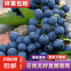 云南夏黑葡萄無籽黑提子黑加侖巨峰孕婦當(dāng)應(yīng)季新鮮水果現(xiàn)摘當(dāng)季 云南建水夏黑葡萄1斤