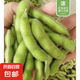 現(xiàn)摘青毛豆新鮮帶殼毛豆新農(nóng)家鮮青豆農(nóng)村鮮嫩毛豆角青毛豆 現(xiàn)摘新鮮帶殼毛豆  凈重2斤