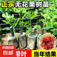無花果樹果苗波姬紅矮化扦插杯苗盆栽青皮南北方庭院果園陽臺(tái)種植 波姬紅小苗【1顆】