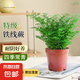 綠植花卉耐陰水培 鐵線蕨盆栽鐵絲草多年生常綠草本觀葉綠植帶土 A級(jí)鐵線蕨（原土盆）