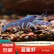 鰲蝦觀賞蝦淡水冷水族耐活體寵物紅白藍(lán)色小龍蝦火山原生天空藍(lán)魔 藍(lán)金鰲蝦3-4cm 5只