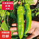辣椒尖椒 新鮮薄皮青椒 現(xiàn)摘現(xiàn)發(fā) 蔬菜  虎皮辣椒 250g
