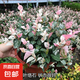 陽臺花葉絡(luò)石苗盆栽彩葉絡(luò)石藤蔓植物微景觀吊蘭垂吊花卉耐寒耐熱 大花葉絡(luò)石藤1盆 原土發(fā)貨