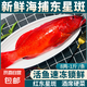 深海捕撈正宗東星斑鮮活冷凍速凍船凍新鮮冰鮮紅石斑魚燕尾斑海鮮 8兩-1斤/條  東星斑（燕尾斑） 1條