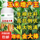 玉米金大棒促根壯苗促早熟植株健壯抗旱抗?jié)晨共】沟狗芊柿?金大棒500克4瓶
