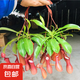 捕蠅草盆栽新奇趣味食蟲草綠植物花卉豬籠草驅(qū)蚊草捕蟲草花卉盆栽 大豬籠草【吊籃原盆】