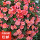 麗格海棠盆栽帶花不斷四季開花室內(nèi)陽(yáng)臺(tái)好養(yǎng)花卉玫瑰玻璃海棠 麗格海棠玫紅色（不含盆）