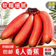 紅美人香蕉皮薄肉厚更香更甜泰韻新鮮水果云南現(xiàn)摘現(xiàn)發(fā) 云南新鮮現(xiàn)摘紅皮香蕉兩斤