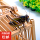 蟈蟈活蟲鳴蟲新脫精品鐵皮叫蟈蟈冬蟈蟈大活體大肚子野生 精品鐵蟈蟈1只新脫