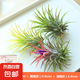 空氣鳳梨無土植物辦公室內綠植物桌面盆栽花卉創(chuàng)意盆栽凈化空氣 紅+黃+綠組合套裝【掌柜推薦】