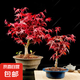 紅楓盆景樹(shù)苗日本紅楓中國(guó)紅楓紅舞姬老樁盆景客廳室內(nèi)盆栽植物 根莖2cm粗盆景苗【原土】