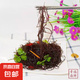 鹽漬龍須菜涼拌菜海產(chǎn)鹿角菜涼菜海帶苗海帶頭紫菜裙帶菜干貨 鹽漬龍須菜精品款500克*1袋