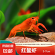 鰲蝦觀賞蝦淡水冷水族耐活體寵物紅白藍(lán)色小龍蝦火山原生天空藍(lán)魔 紅金鰲蝦3-4cm 1只