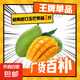 越南進(jìn)口玉芒熱帶時令水果特大芒果現(xiàn)摘大果鮮甜多汁生鮮水果 帶箱3斤裝