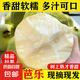 廣西軟心白心奶油芭樂 老果樹 軟糯香甜番石榴果園現(xiàn)摘 送酸梅粉 【奶油白心】5斤單果150g+