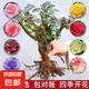 玫瑰老樁花苗室內(nèi)外盆栽地栽陽(yáng)臺(tái)四季開(kāi)花好養(yǎng)易活花卉月季苗秧 混色系【10顆裝】+肥料