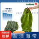 霞浦新鮮海帶 海帶絲海帶頭 火鍋燉煮涼拌 鹽漬整張海帶 5斤(2500g)
