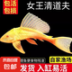 女王清道夫大帆女皇活體大小型垃圾清理黃金紅眼異型魚熱帶觀賞魚 15-20cm女王清道夫1條送1條備損