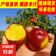 2025紅油桃新鮮水果當季現摘滿天星麻子臉猴哥黃白肉隨機發(fā) 帶箱5斤小果凈重4.5斤【單果60g+】