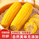 東北黃糯玉米真空包裝速食玉米軟糯香甜代餐小棒140g-180g 5根特惠裝