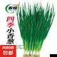 春蝶蔬菜種子四季播盆栽陽(yáng)臺(tái)庭院黃瓜豆角番茄甜瓜易種籽孑大全 四季小香蔥【原裝1包 約800粒】 一包(試種貴在快遞費(fèi))