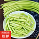 新鮮長(zhǎng)蒜苔30cm長(zhǎng)度粗細(xì)適中色澤飽滿高品質(zhì)生鮮蒜苔 蒜臺(tái)3斤