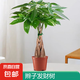 發(fā)財(cái)樹盆栽大型室內(nèi)綠植物花卉招財(cái)樹搖錢樹開業(yè)喬遷新居贈(zèng)禮綠植 辮子發(fā)財(cái)樹50-60cm高【原盆】