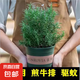 檸檬薄荷盆栽新鮮可食用薄荷葉苗驅(qū)蚊草水培好養(yǎng)花卉室內(nèi)綠植物 大盆迷迭香+大加侖盆+肥料一盆 不含盆