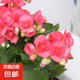 麗格海棠盆栽帶花不斷四季開花室內(nèi)陽(yáng)臺(tái)好養(yǎng)花卉玫瑰玻璃海棠 麗格海棠粉紅色（不含盆）