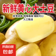 新鮮正宗黃心黃皮土豆農(nóng)家自種現(xiàn)挖大馬鈴薯洋芋粉糯可口 黃心土豆5斤(100g-400g) 精品